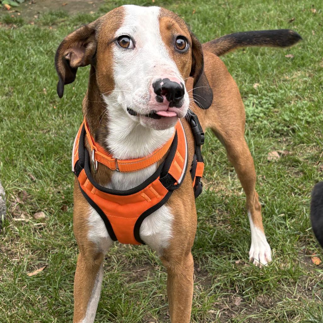 Enlarge Zander, a Adoptable mixed breed in Rochester, MN image 5/5