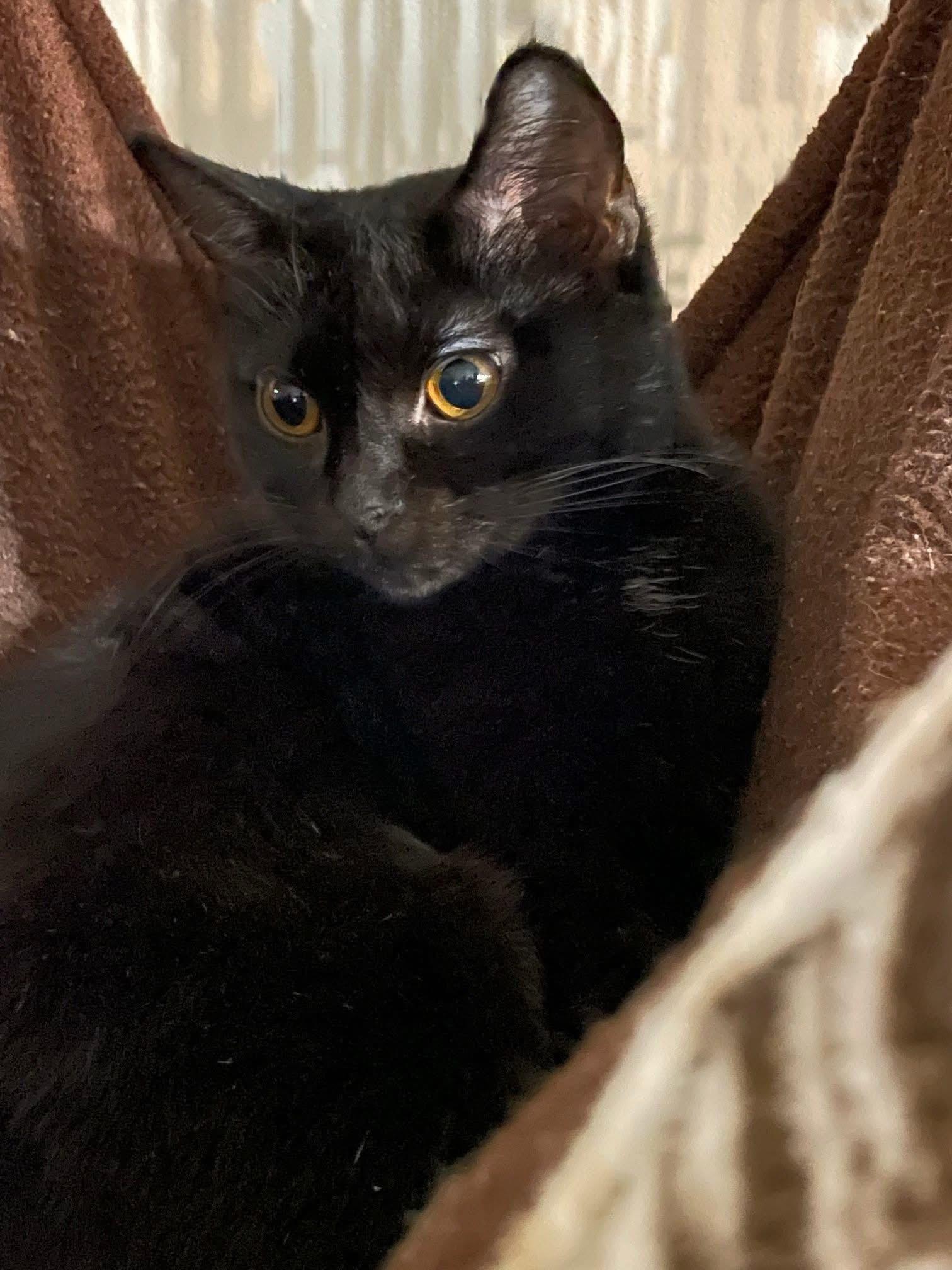 Enlarge Violet, a Adoptable mixed breed in Lacon, IL image 1/1