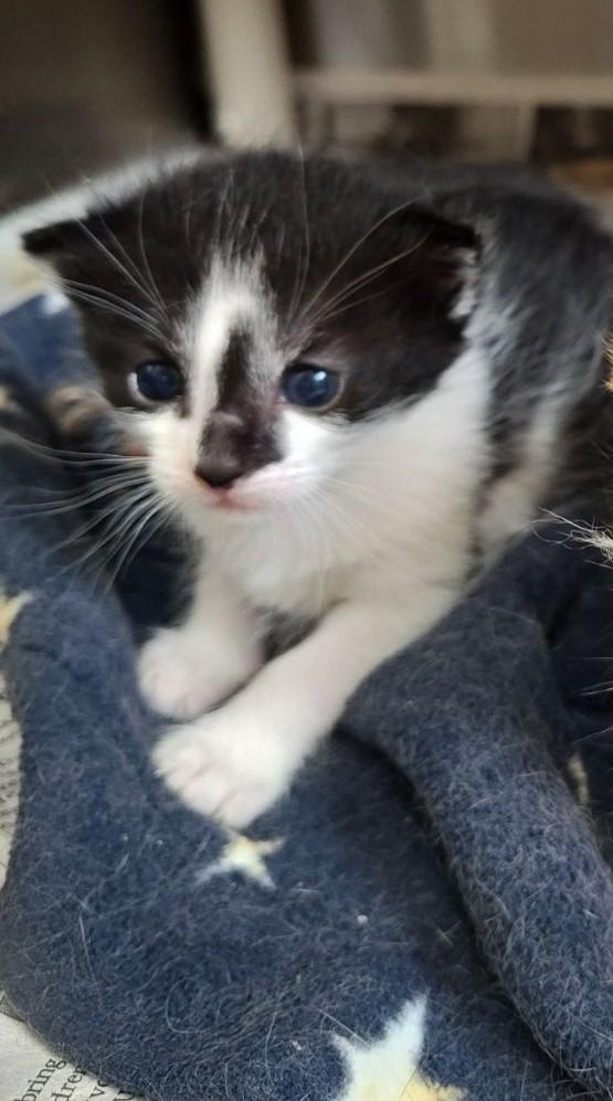 Enlarge Skipper, an adoptable Domestic Short Hair in Wahpeton, ND image 1/1