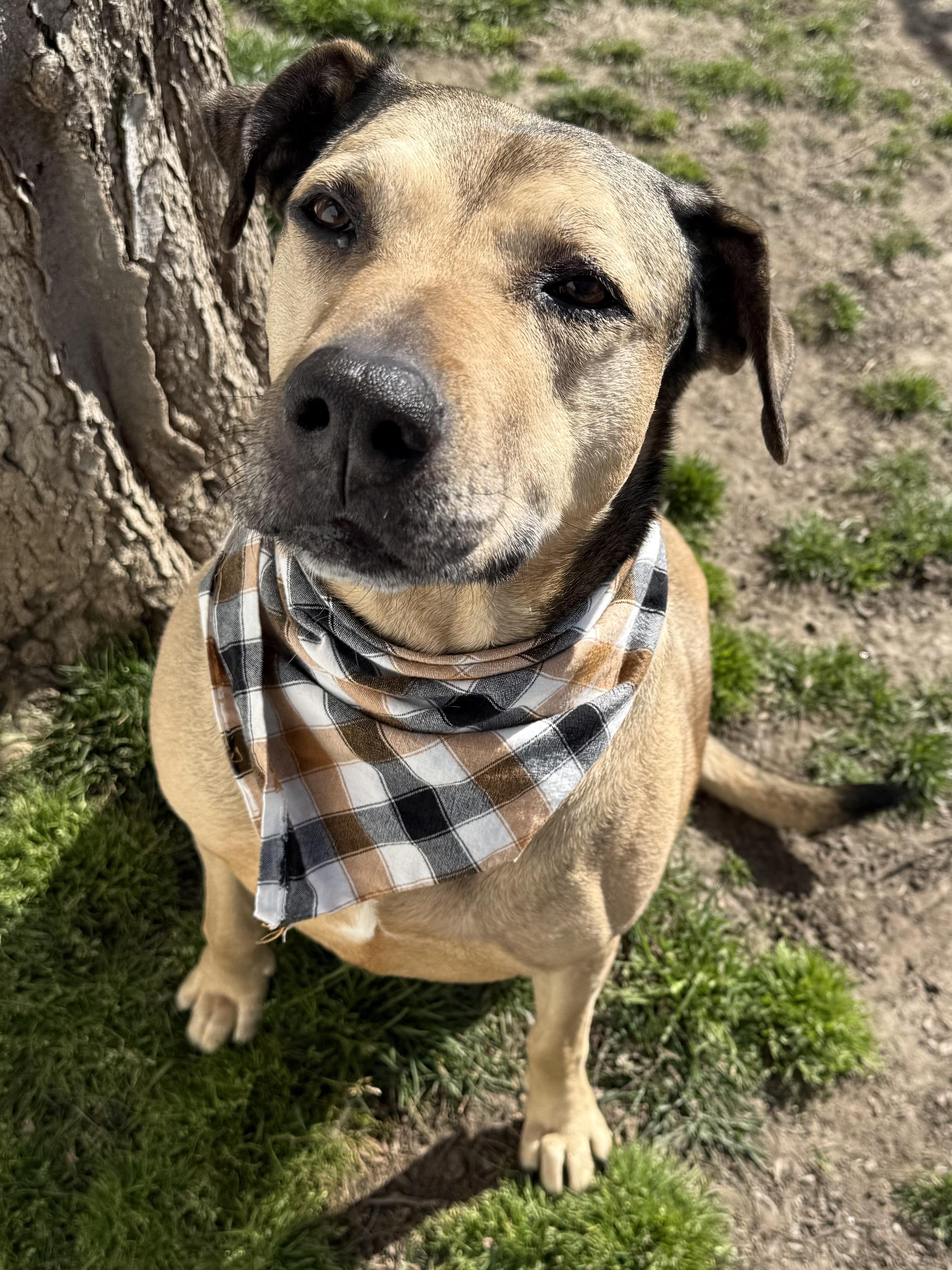 Claire, a Adoptable mixed breed in Lodi, CA image 2/5