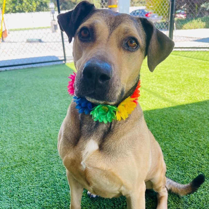 Claire, a Adoptable mixed breed in Lodi, CA image 3/5