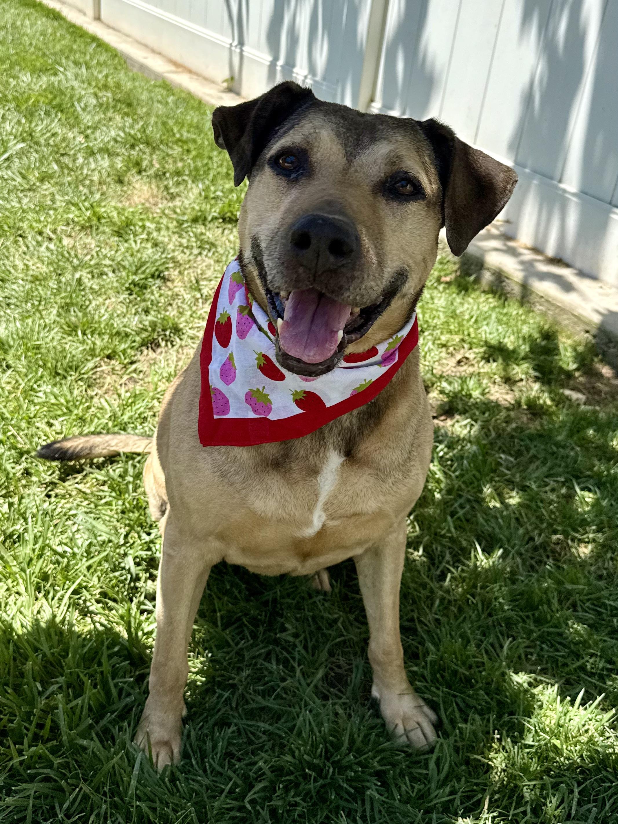 Claire, Adoptable, Senior Female Shepherd.