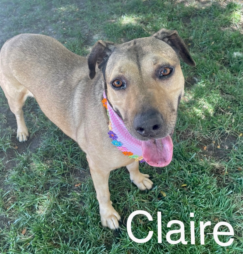 Claire, a Adoptable mixed breed in Lodi, CA image 4/5