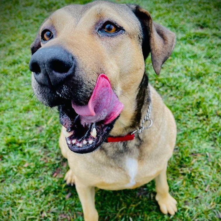 Claire, a Adoptable mixed breed in Lodi, CA image 5/5