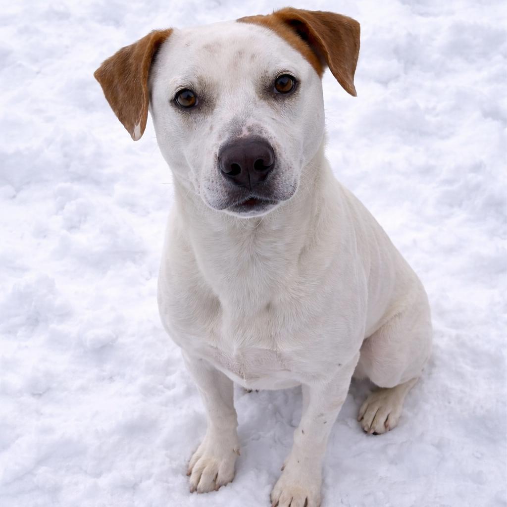 Enlarge Owen, a Adoptable mixed breed in Thomaston, ME image 1/4