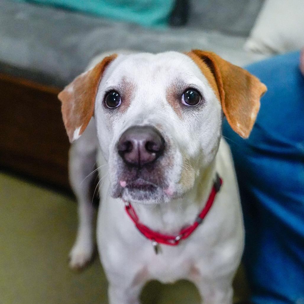 Owen, Adoptable, Adult Male Hound & Mixed Breed.