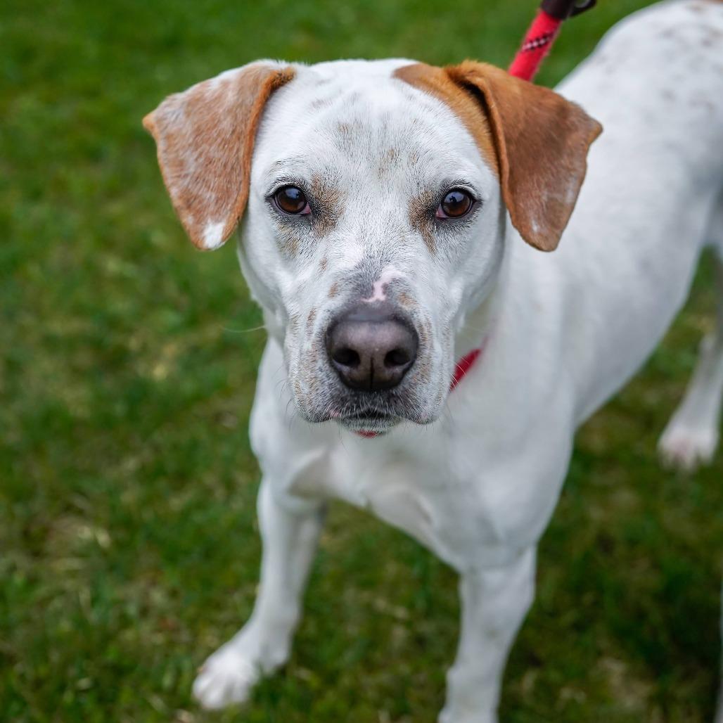 Owen, Adoptable, Adult Male Hound & Mixed Breed.