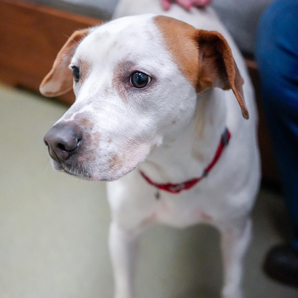 Enlarge Owen, a Adoptable mixed breed in Thomaston, ME image 2/4