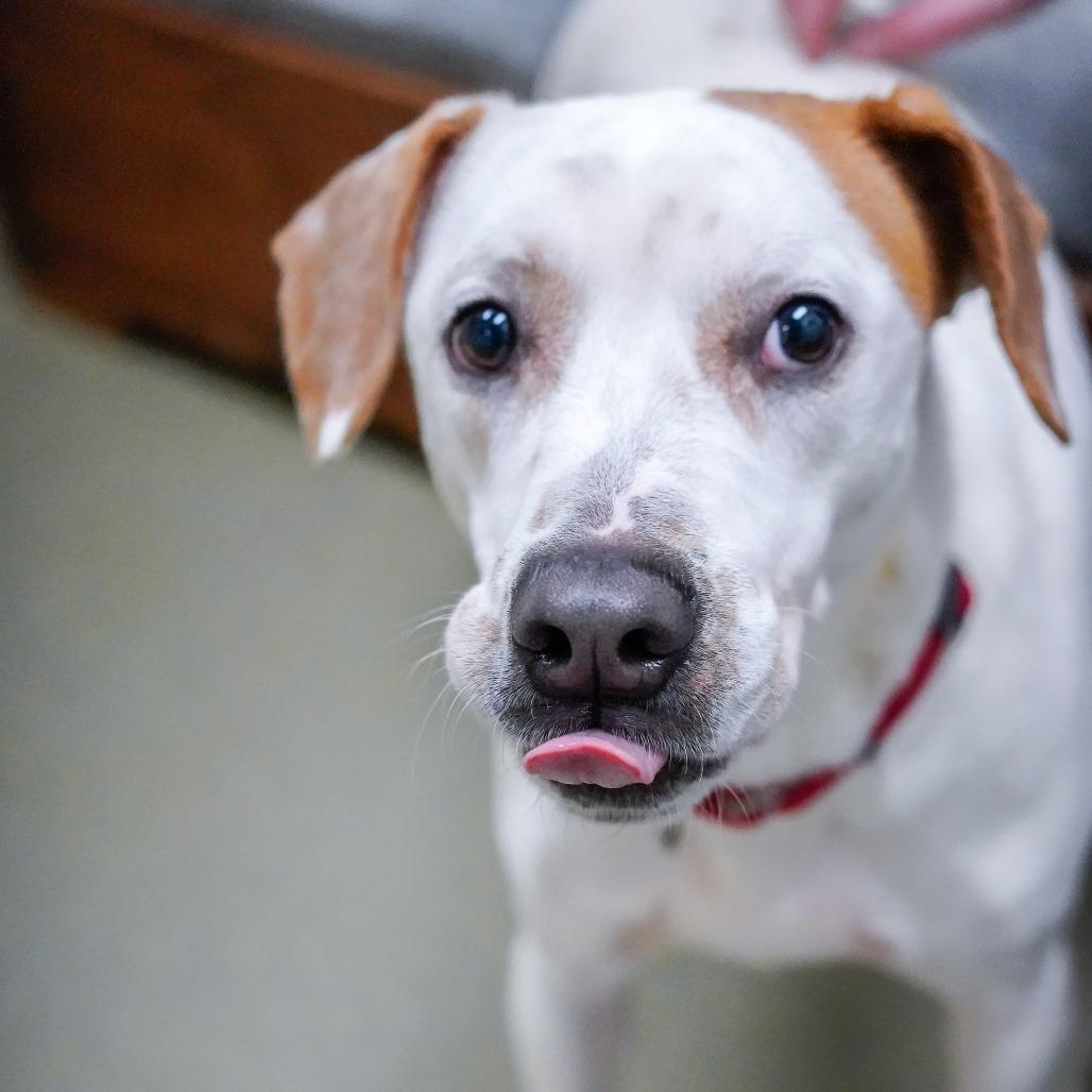 Enlarge Owen, a Adoptable mixed breed in Thomaston, ME image 3/4