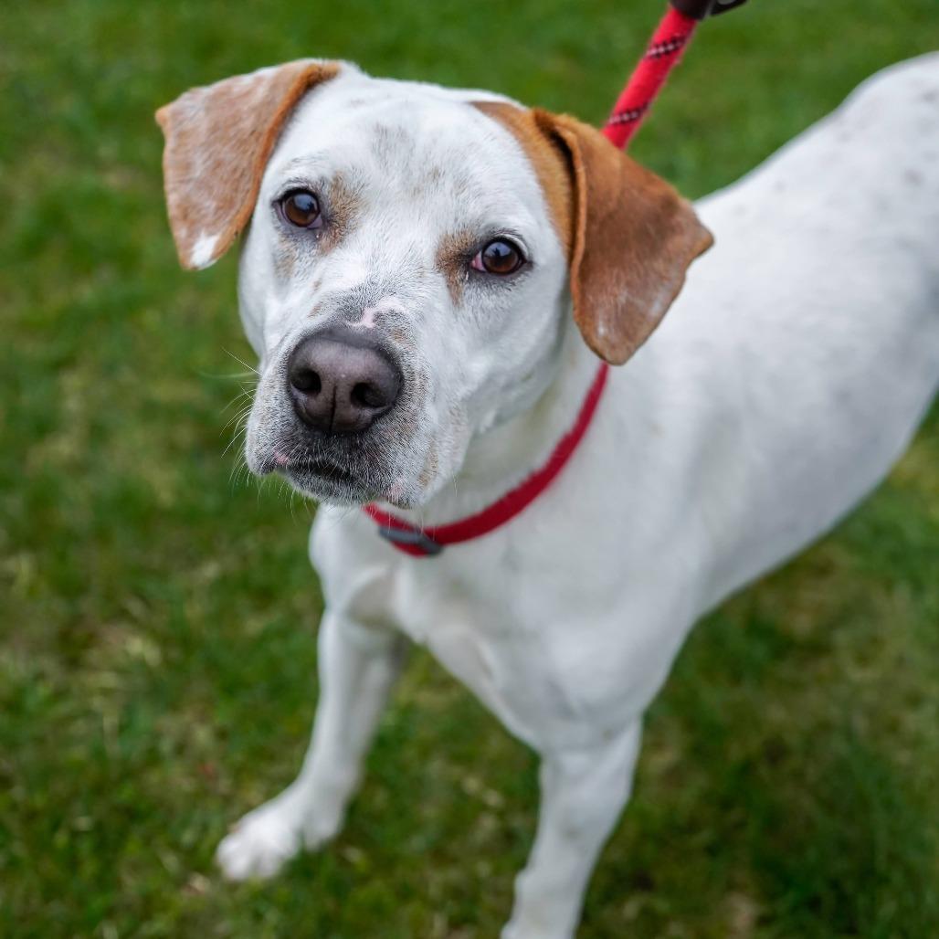 Enlarge Owen, a Adoptable mixed breed in Thomaston, ME image 2/3