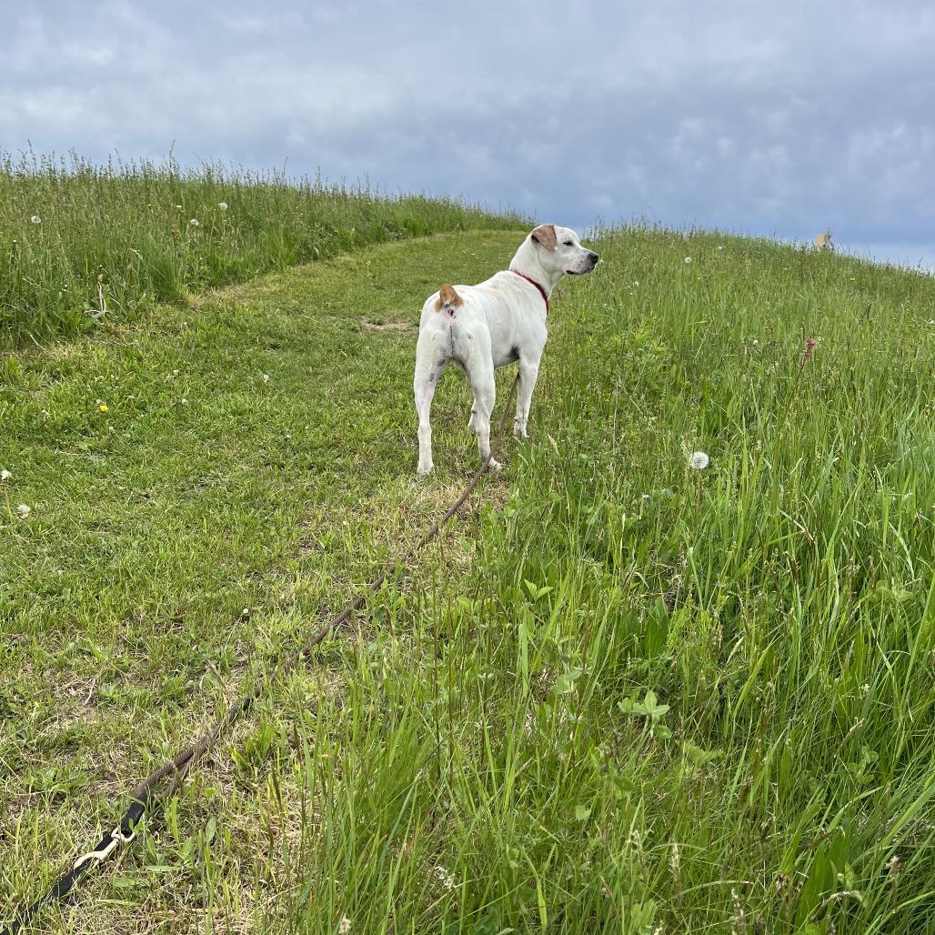 Owen, a Adoptable mixed breed in Thomaston, ME image 5/6