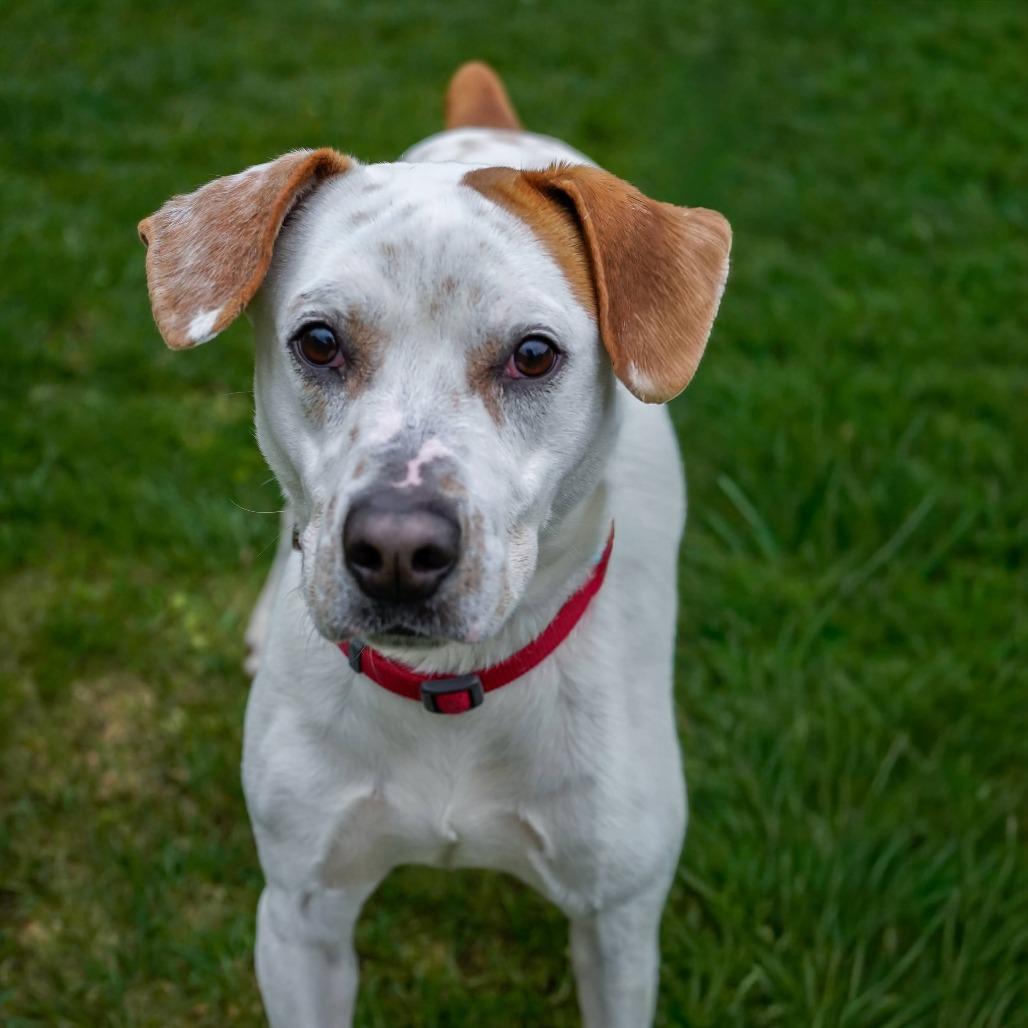Enlarge Owen, a Adoptable mixed breed in Thomaston, ME image 3/3