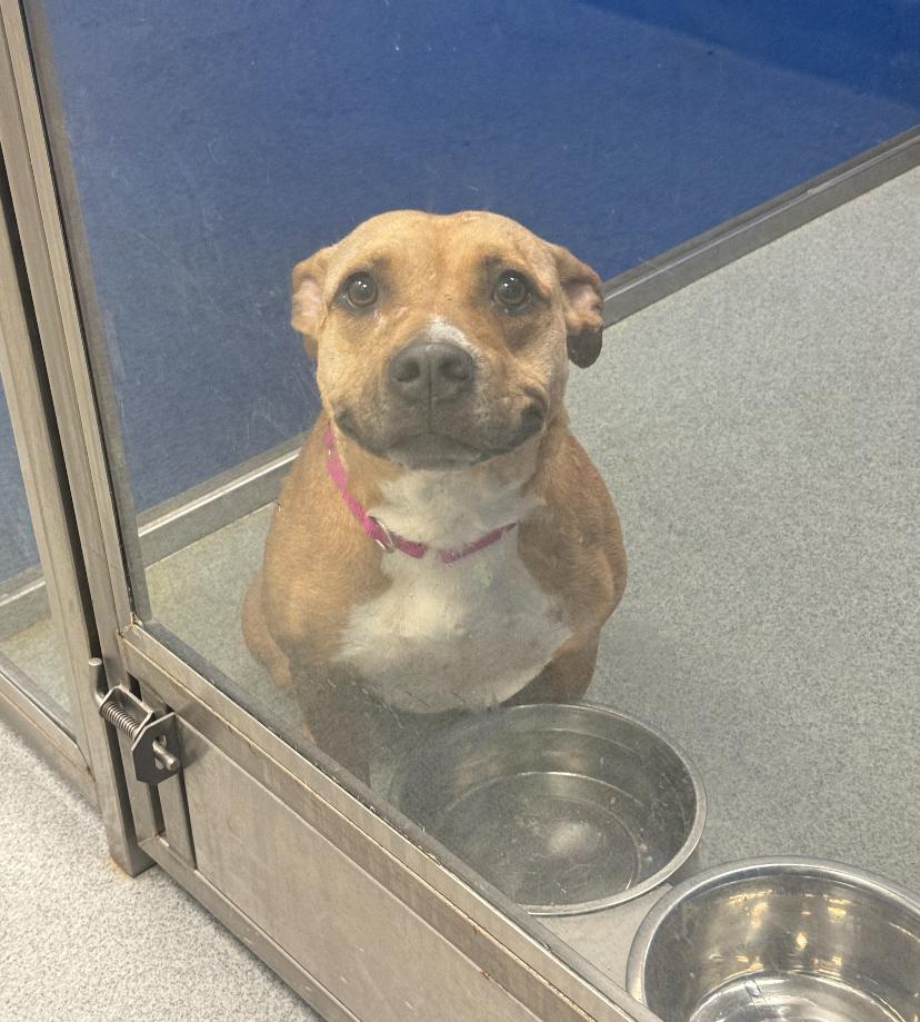 Cannoli, ADOPTABLE, Adult Female Pit Bull Terrier.