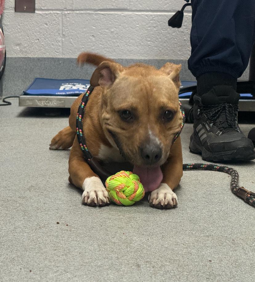 Cannoli, a ADOPTABLE Pit Bull Terrier in Teterboro, NJ image 2/4