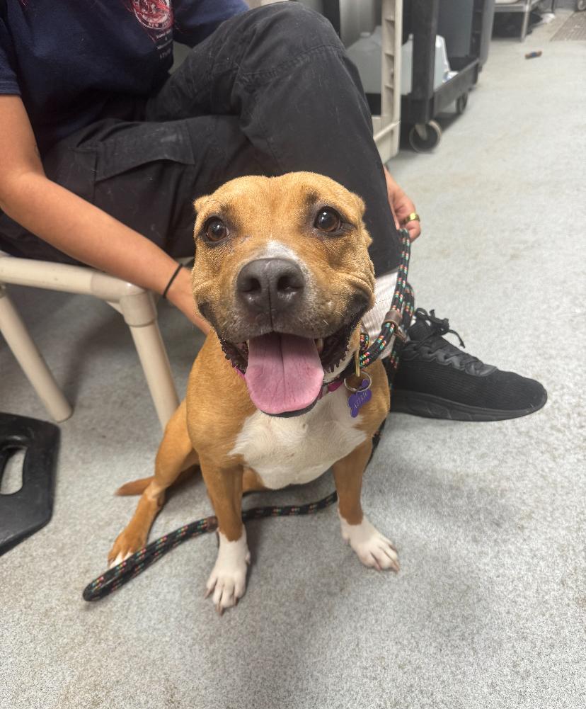 Cannoli, a ADOPTABLE Pit Bull Terrier in Teterboro, NJ image 4/4
