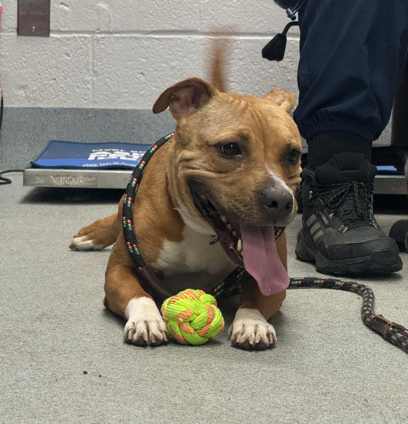 Cannoli, a ADOPTABLE Pit Bull Terrier in Teterboro, NJ image 3/4