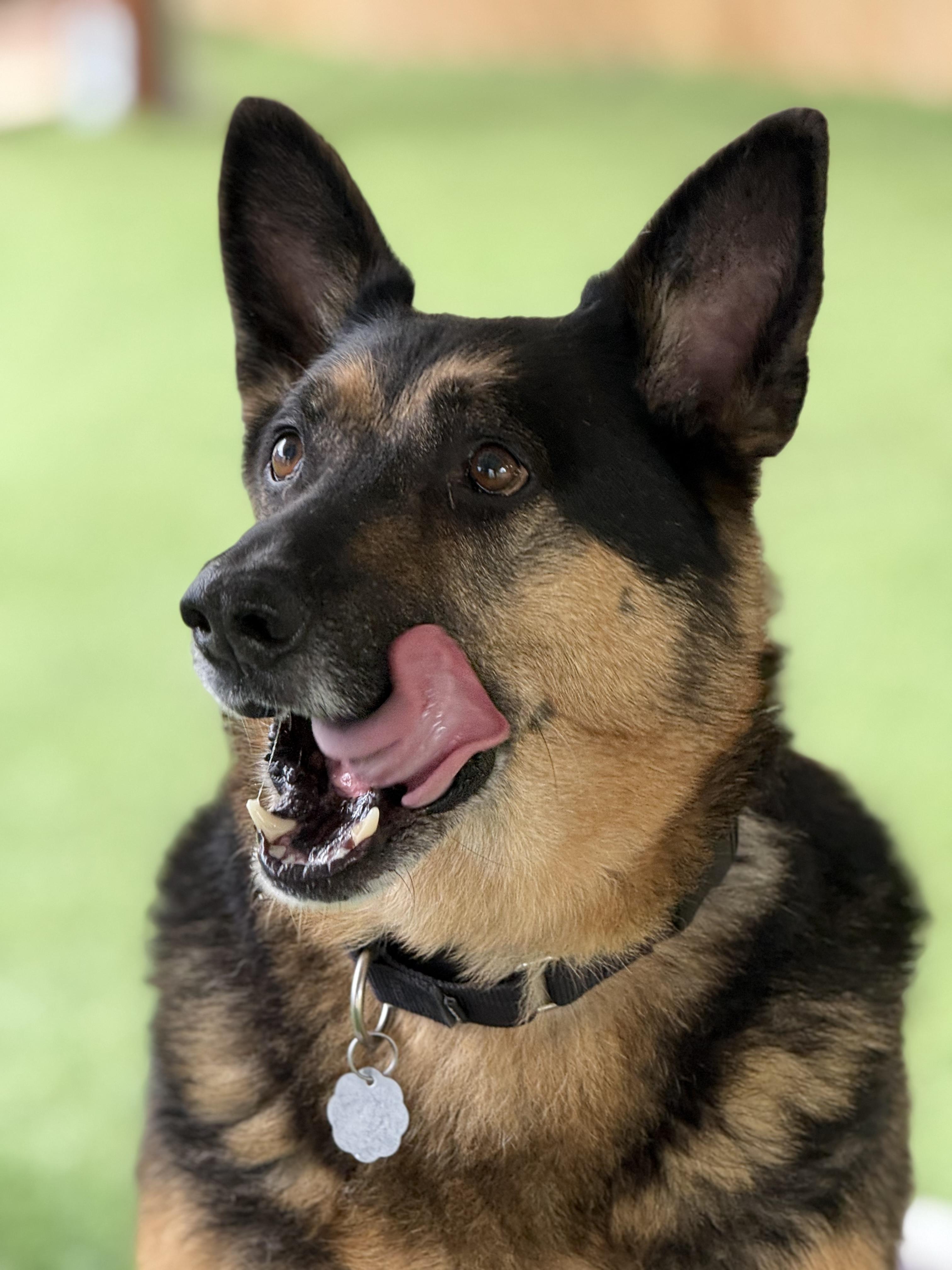 Enlarge Gunner II, a Adoptable German Shepherd Dog image 1/5