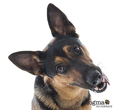 Enlarge Gunner II, a Adoptable German Shepherd Dog image 4/5