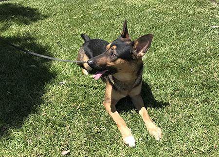 Enlarge Gunner II, a Adoptable German Shepherd Dog image 5/5