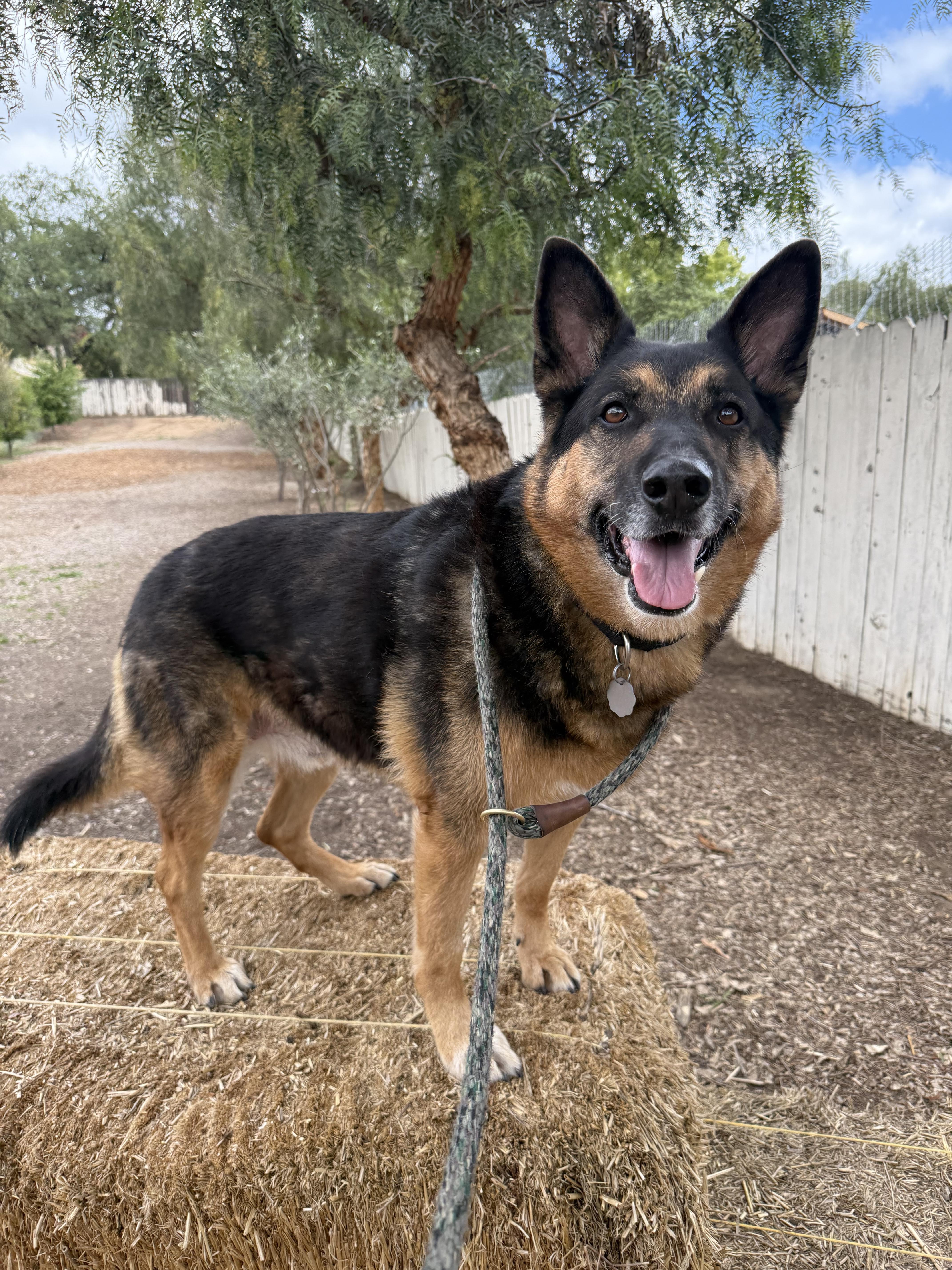 Enlarge Gunner II, a Adoptable German Shepherd Dog image 2/5