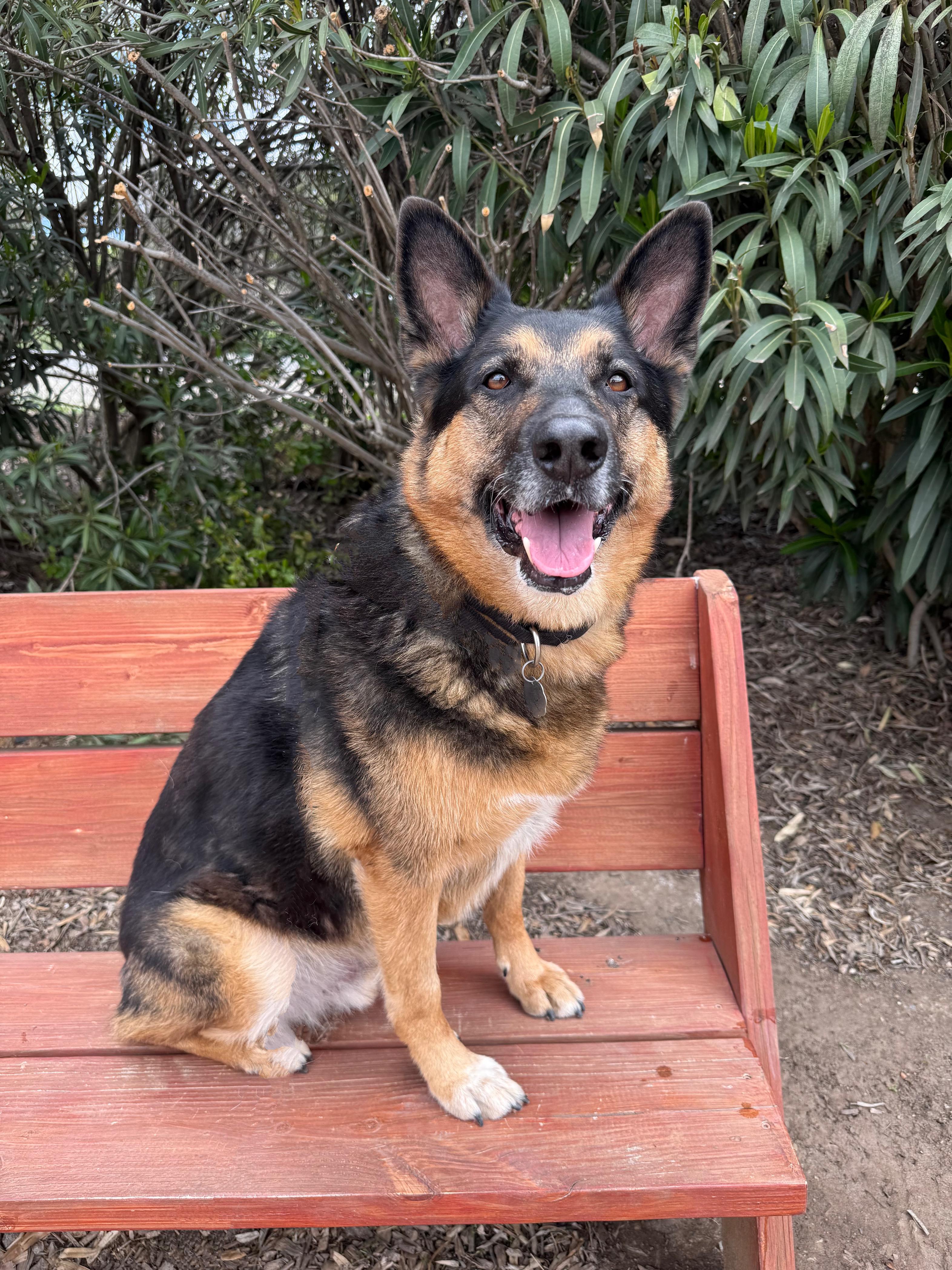 Enlarge Gunner II, a Adoptable German Shepherd Dog image 3/5