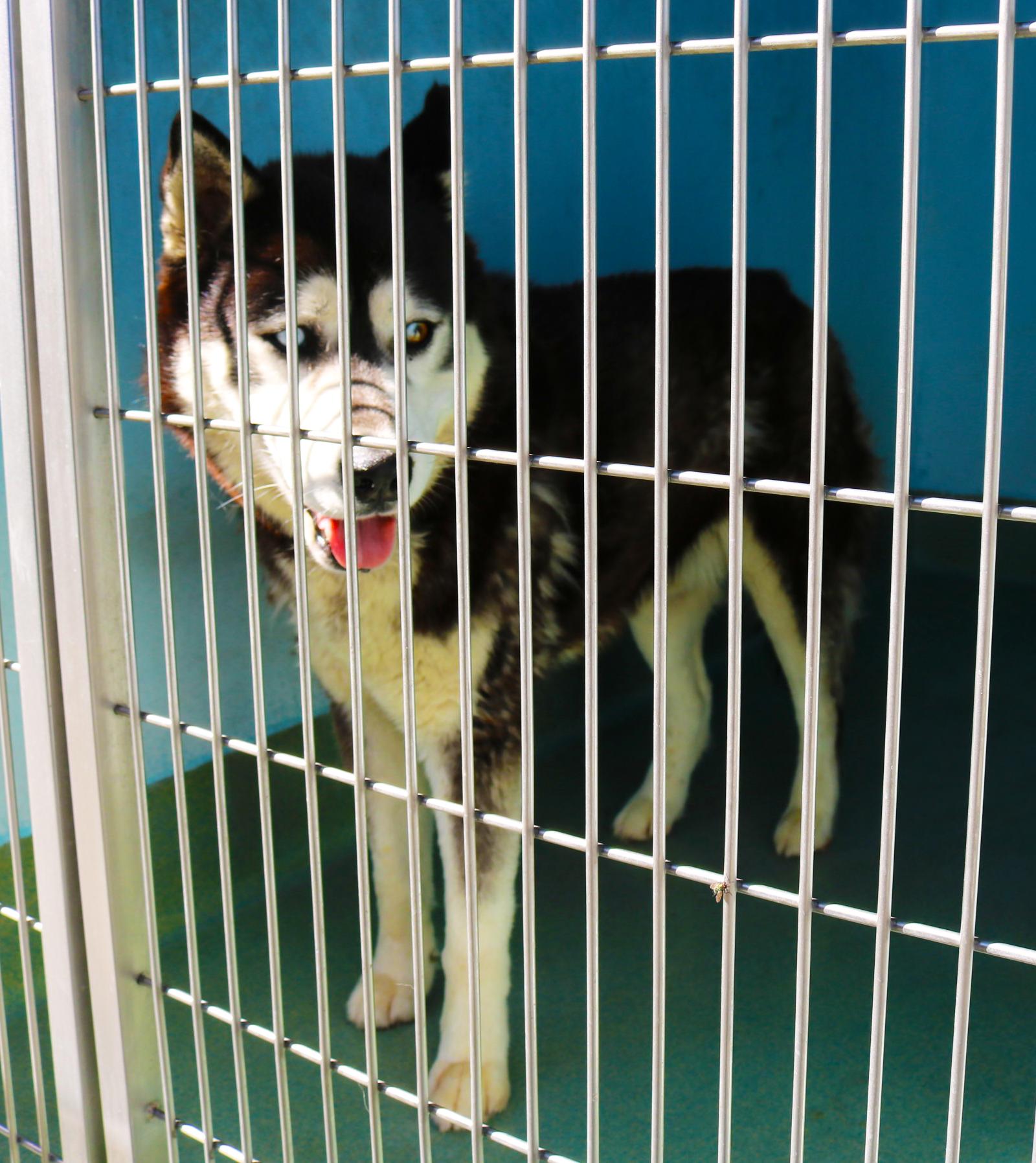 ROSS, Adoptable, Adult Male Siberian Husky.
