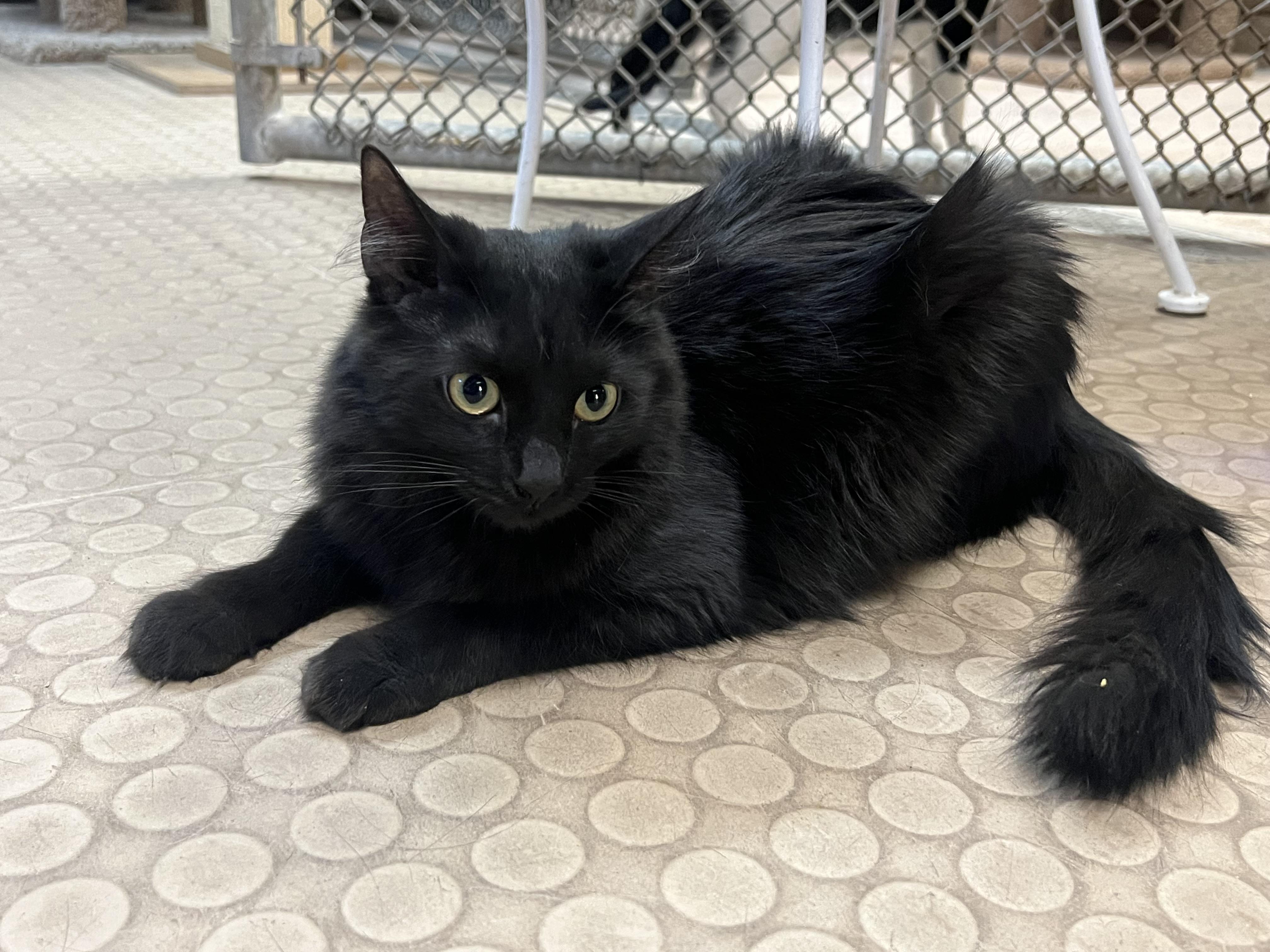 Millie, a Adoptable Domestic Medium Hair in Phoenix, AZ image 1/6