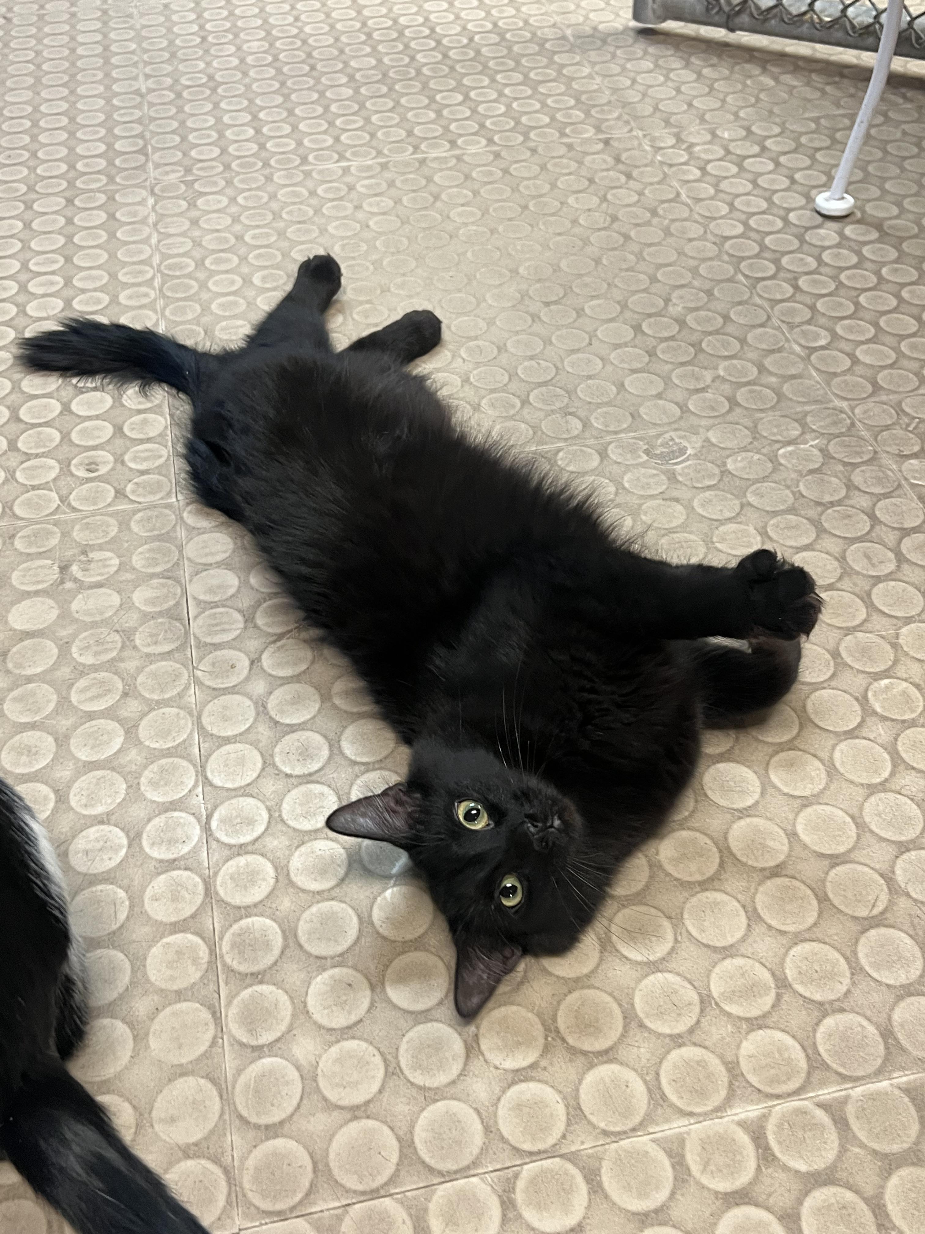 Millie, a Adoptable Domestic Medium Hair in Phoenix, AZ image 6/6