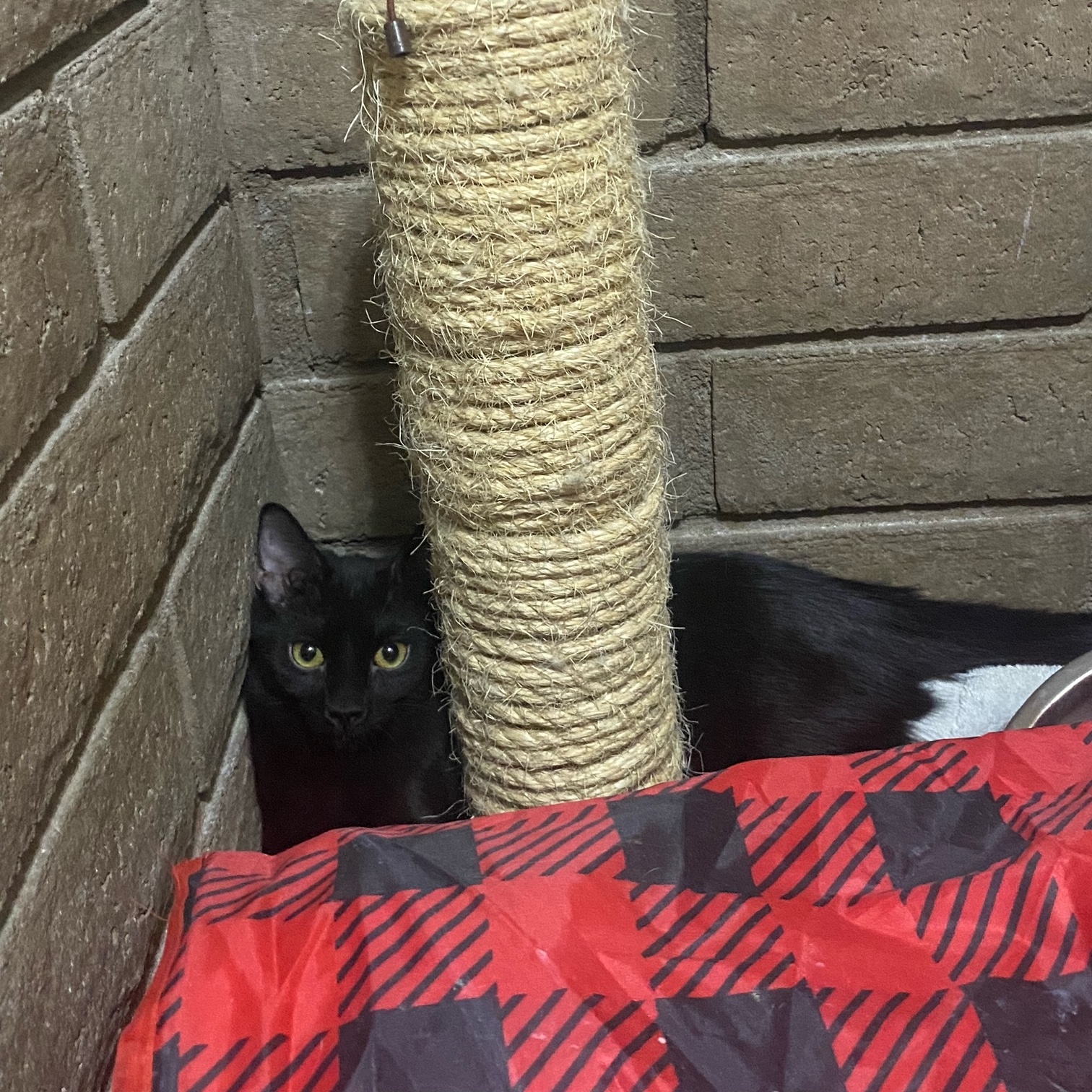 Millie, a Adoptable Domestic Medium Hair in Phoenix, AZ image 2/6