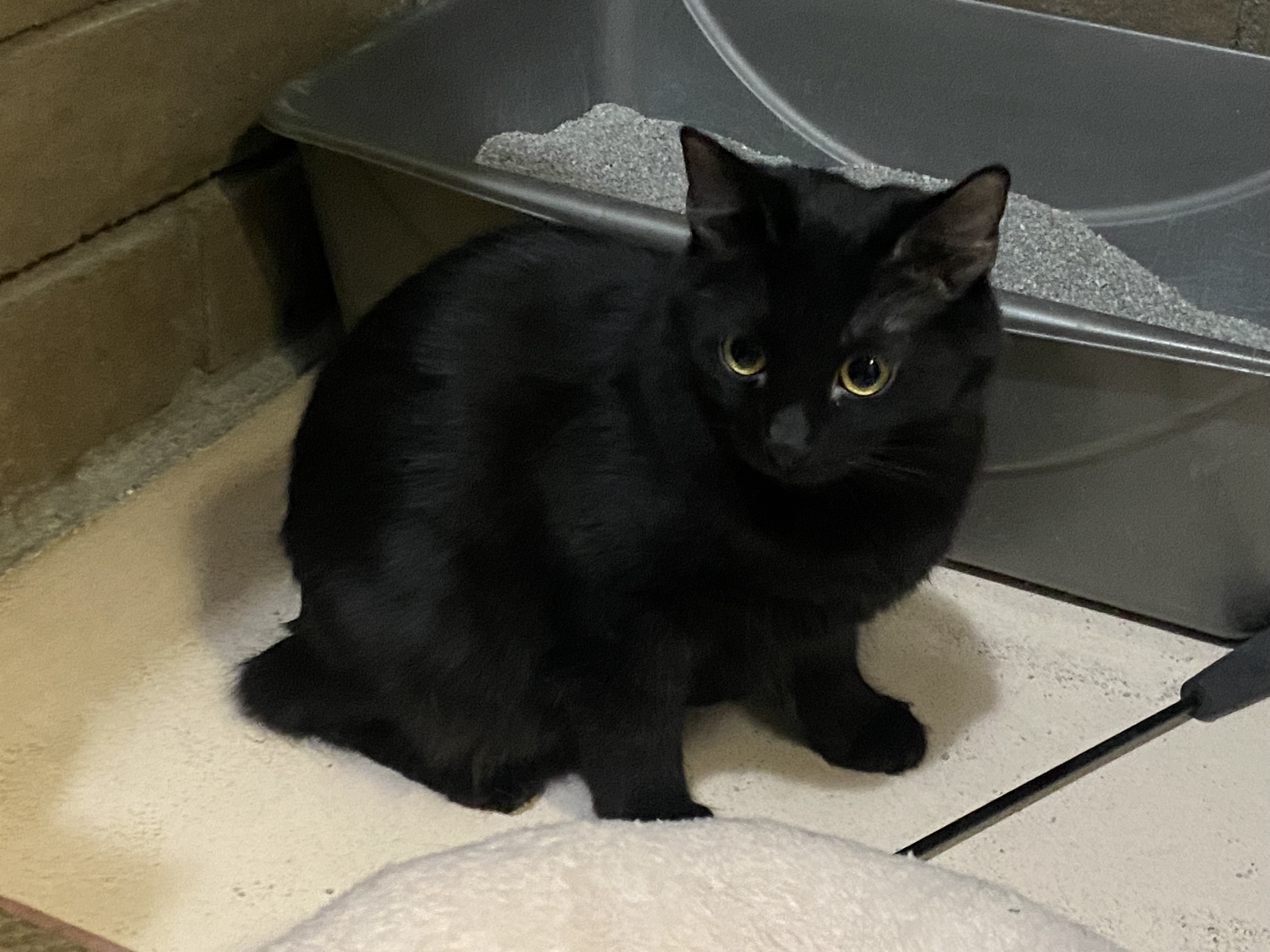 Millie, a Adoptable Domestic Medium Hair in Phoenix, AZ image 3/6