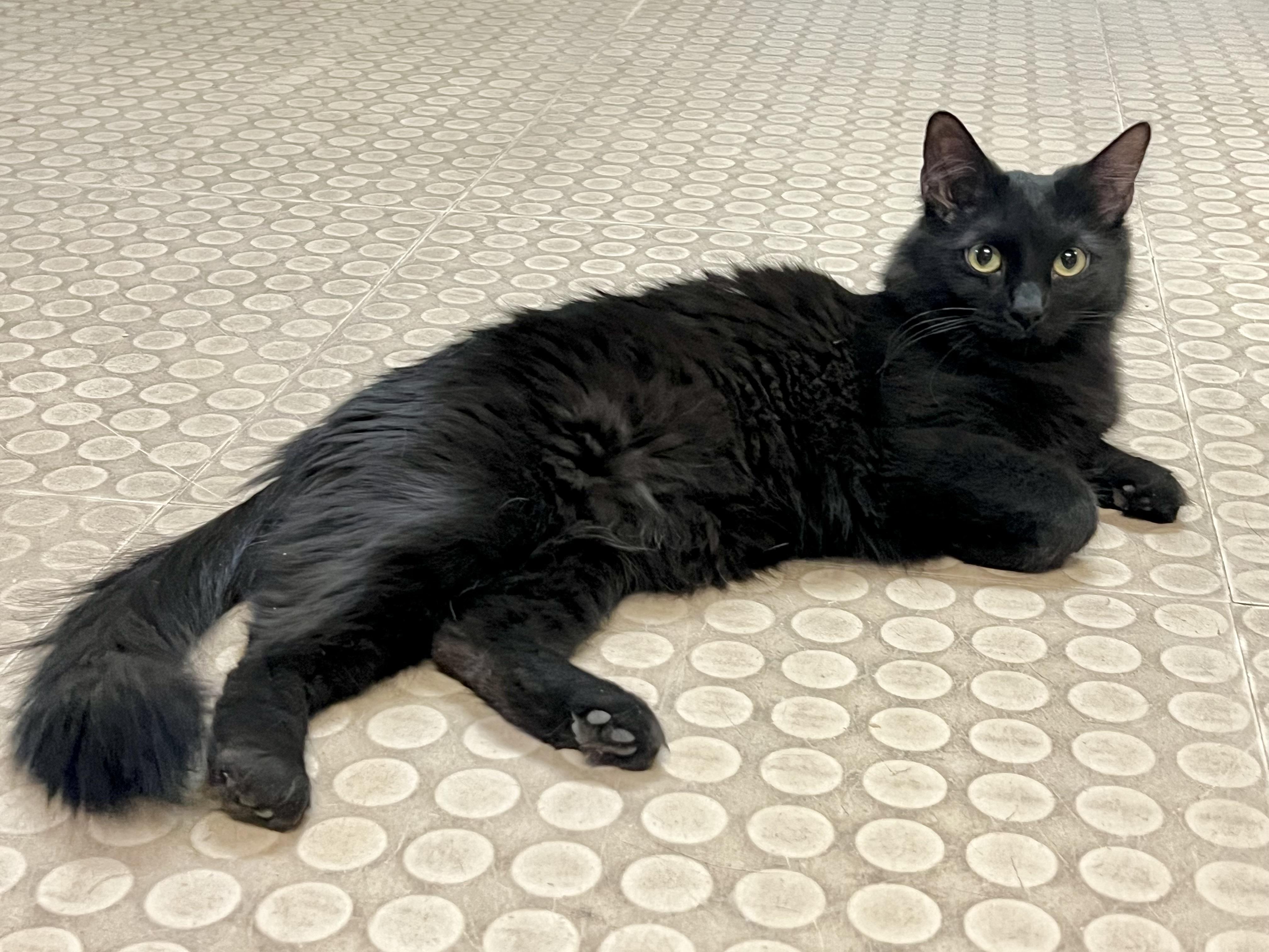 Millie, a Adoptable Domestic Medium Hair in Phoenix, AZ image 5/6