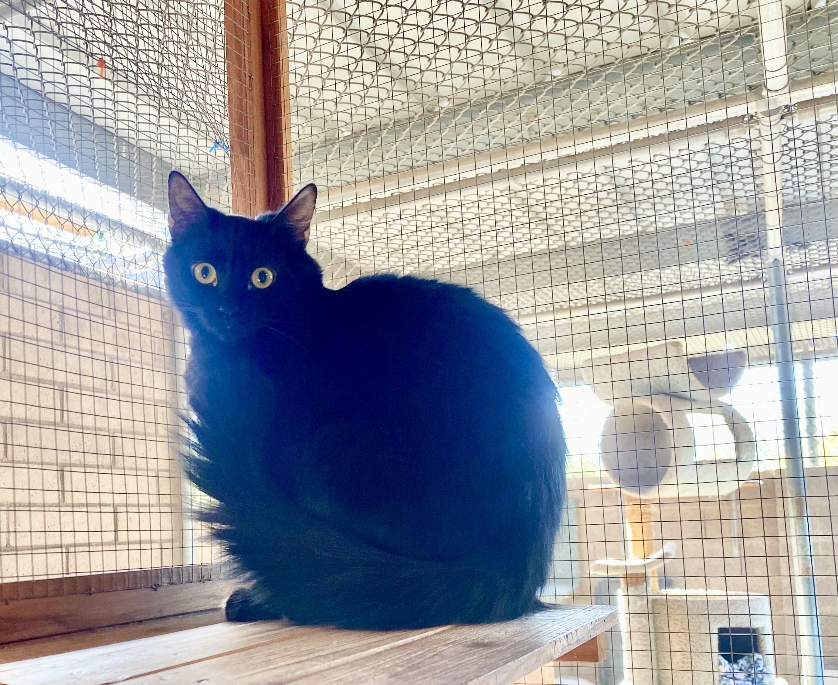 Millie, a Adoptable Domestic Medium Hair in Phoenix, AZ image 4/6