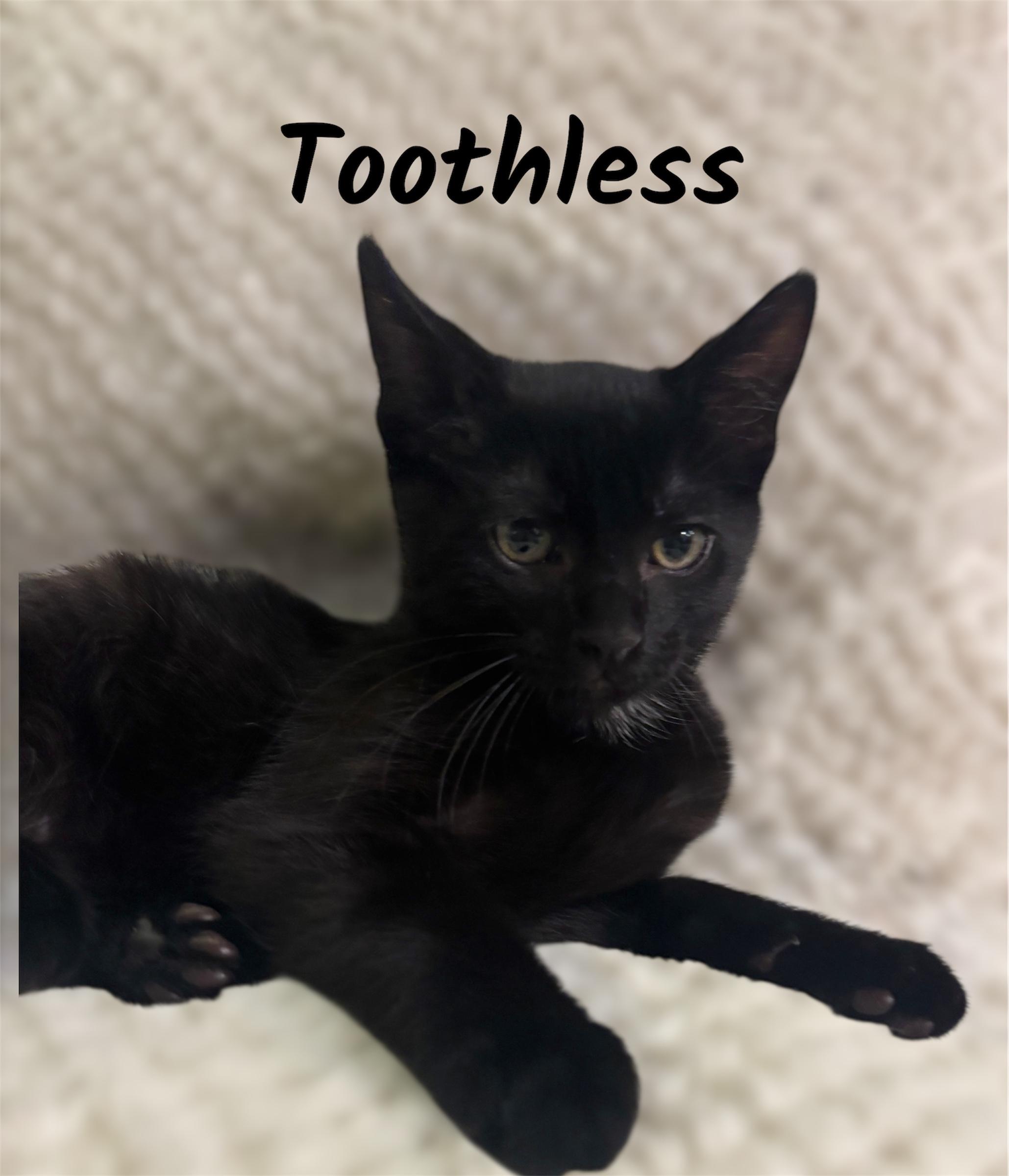 Enlarge Toothless, a ADOPTABLE Domestic Short Hair in Auburn, CA image 1/1