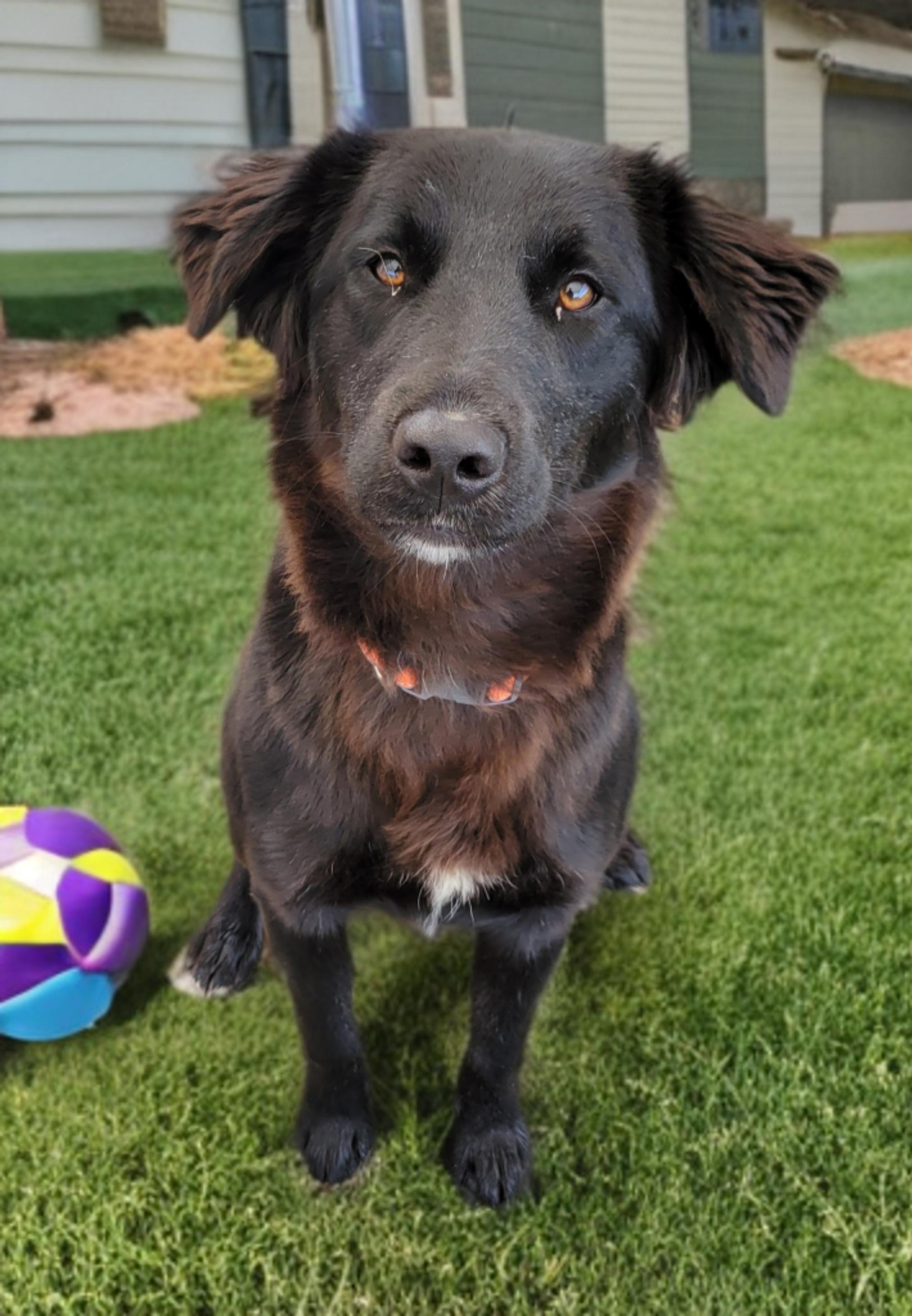 NALA, Adoptable, Young Female Mixed Breed.