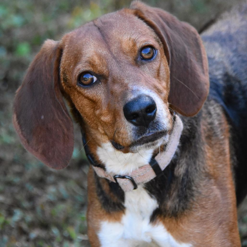 Enlarge Ariel, a Adoptable mixed breed in Columbus, NC image 1/6
