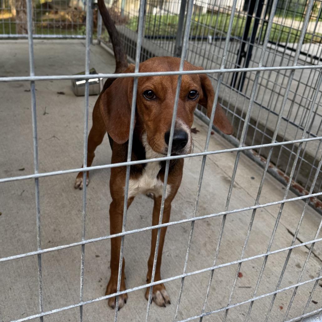 Enlarge Ariel, a Adoptable mixed breed in Columbus, NC image 3/6