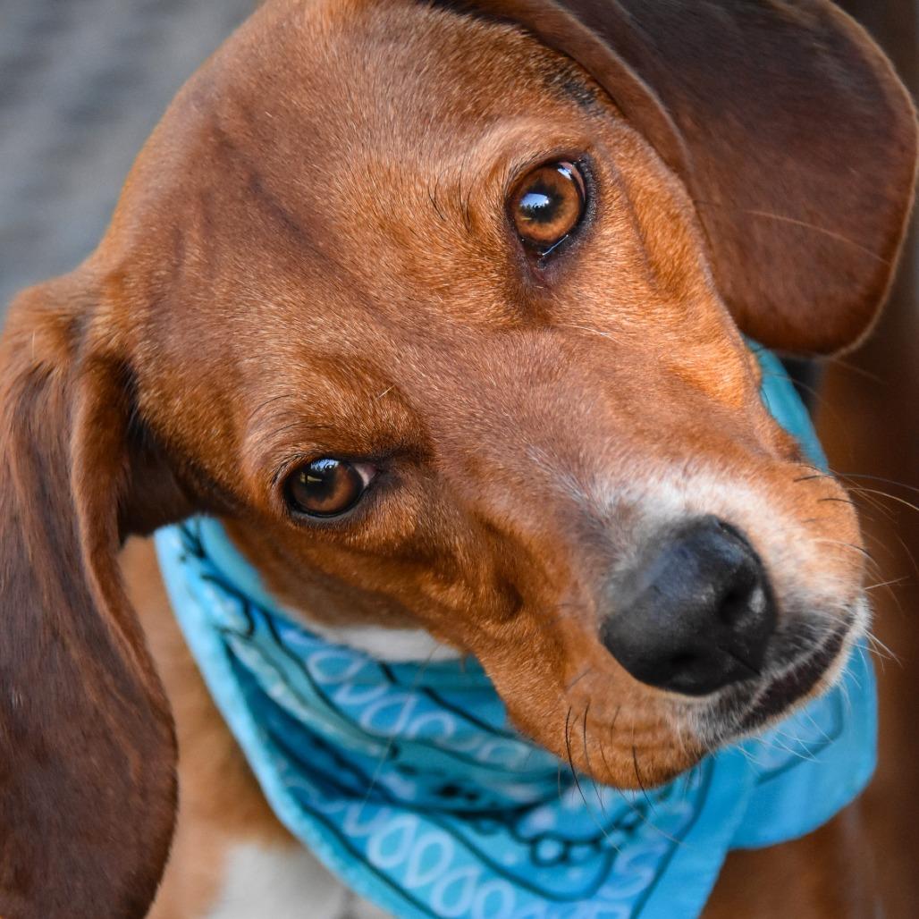 Enlarge Ariel, a Adoptable mixed breed in Columbus, NC image 4/6