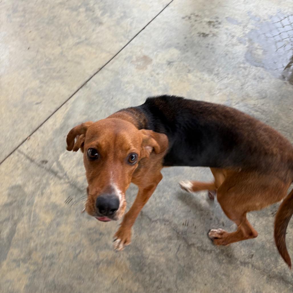 Enlarge Ariel, a Adoptable mixed breed in Columbus, NC image 5/6