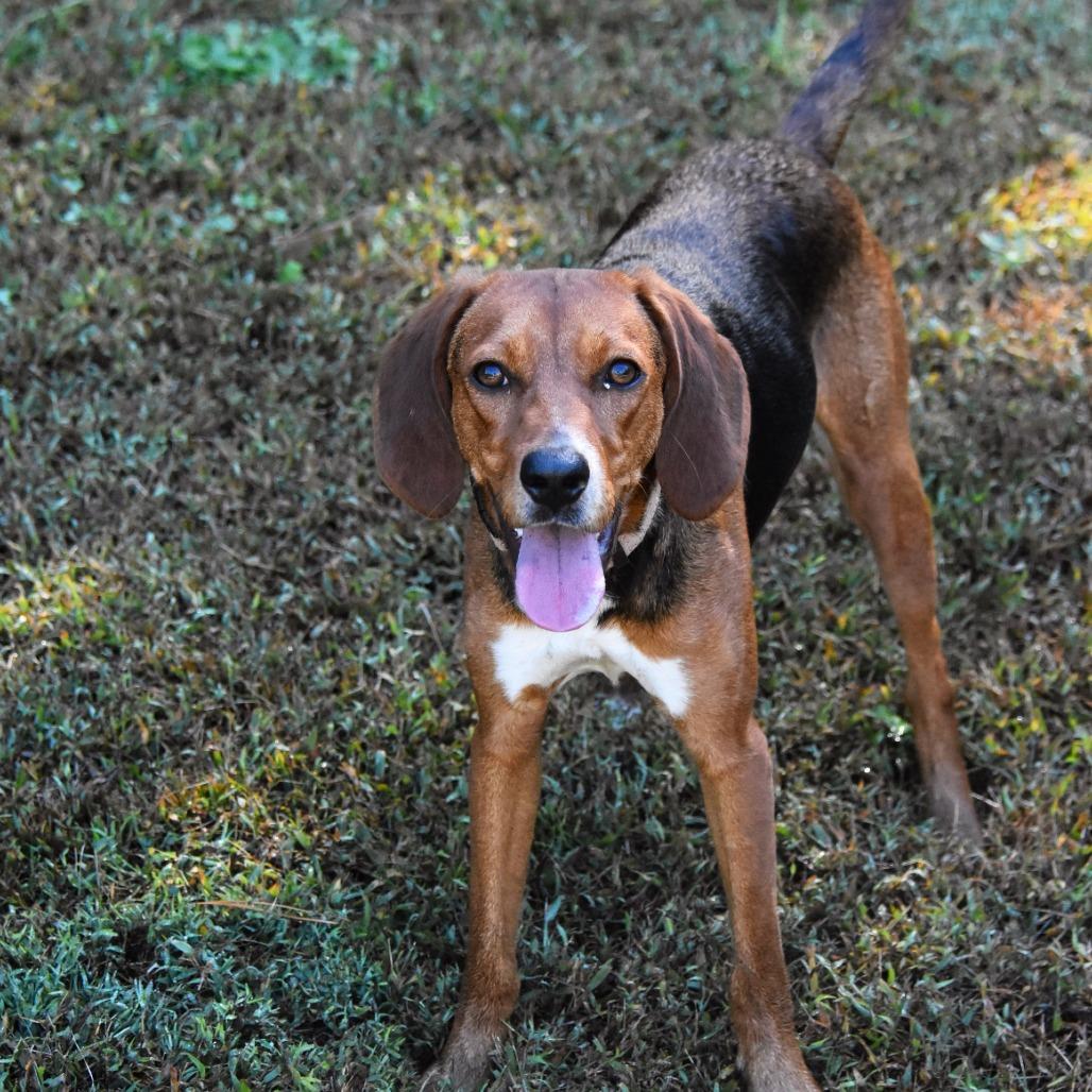 Enlarge Ariel, a Adoptable mixed breed in Columbus, NC image 6/6