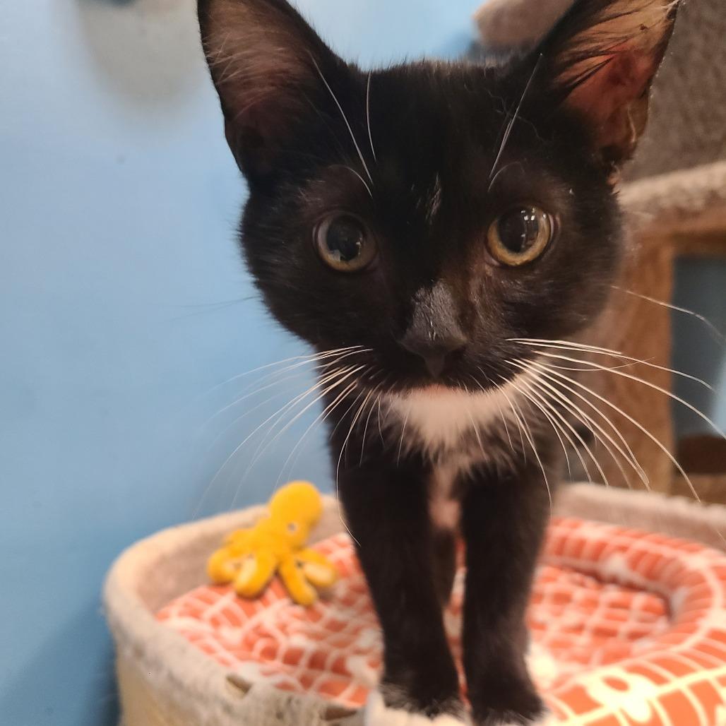 Pippen, Adoptable, Young Female Domestic Short Hair.