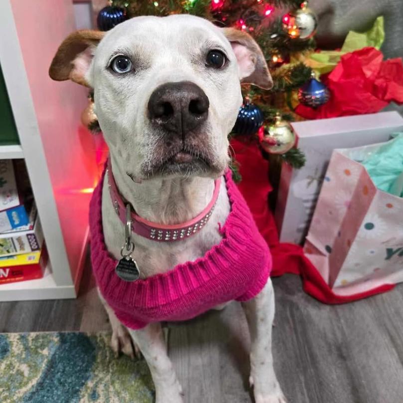 Skyler, Adoptable, Adult Female Catahoula Leopard Dog & Pit Bull Terrier.