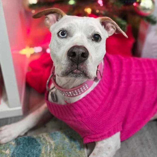 Skyler, a Adoptable mixed breed in Tampa, FL image 2/6