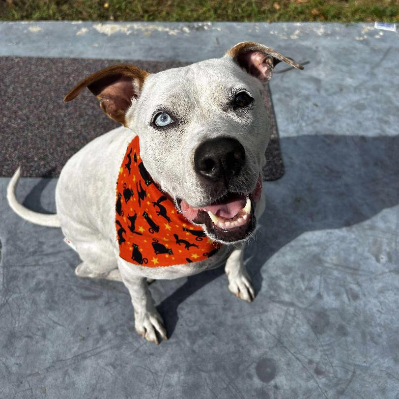Skyler, a Adoptable mixed breed in Tampa, FL image 3/6