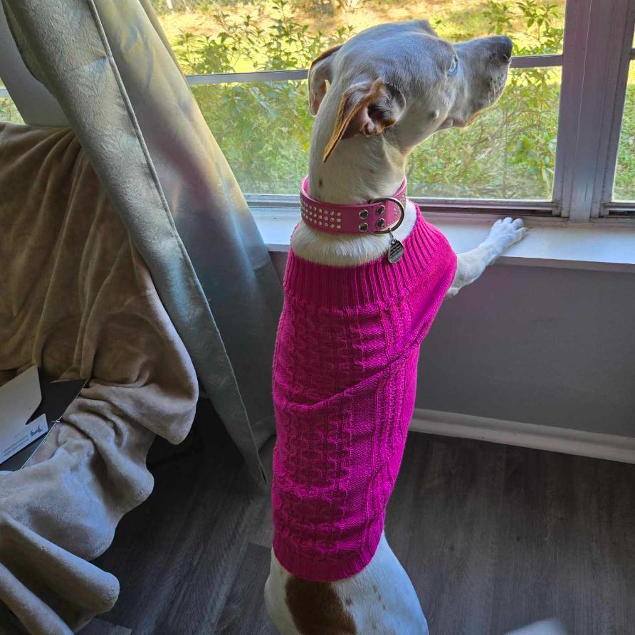 Skyler, a Adoptable mixed breed in Tampa, FL image 4/6