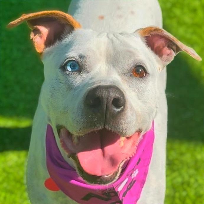 Enlarge Skyler, a Adoptable mixed breed in Tampa, FL image 4/6