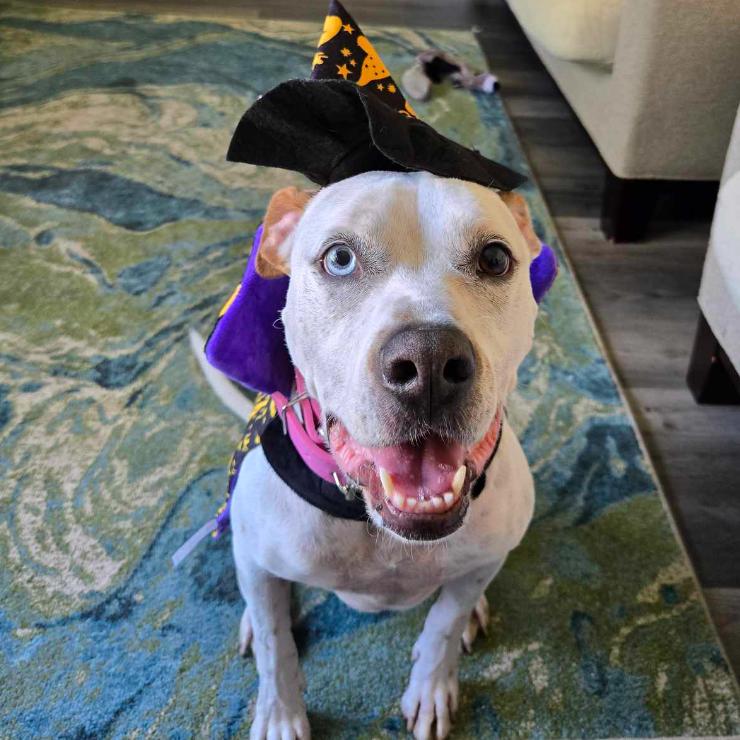 Skyler, a Adoptable mixed breed in Tampa, FL image 5/6