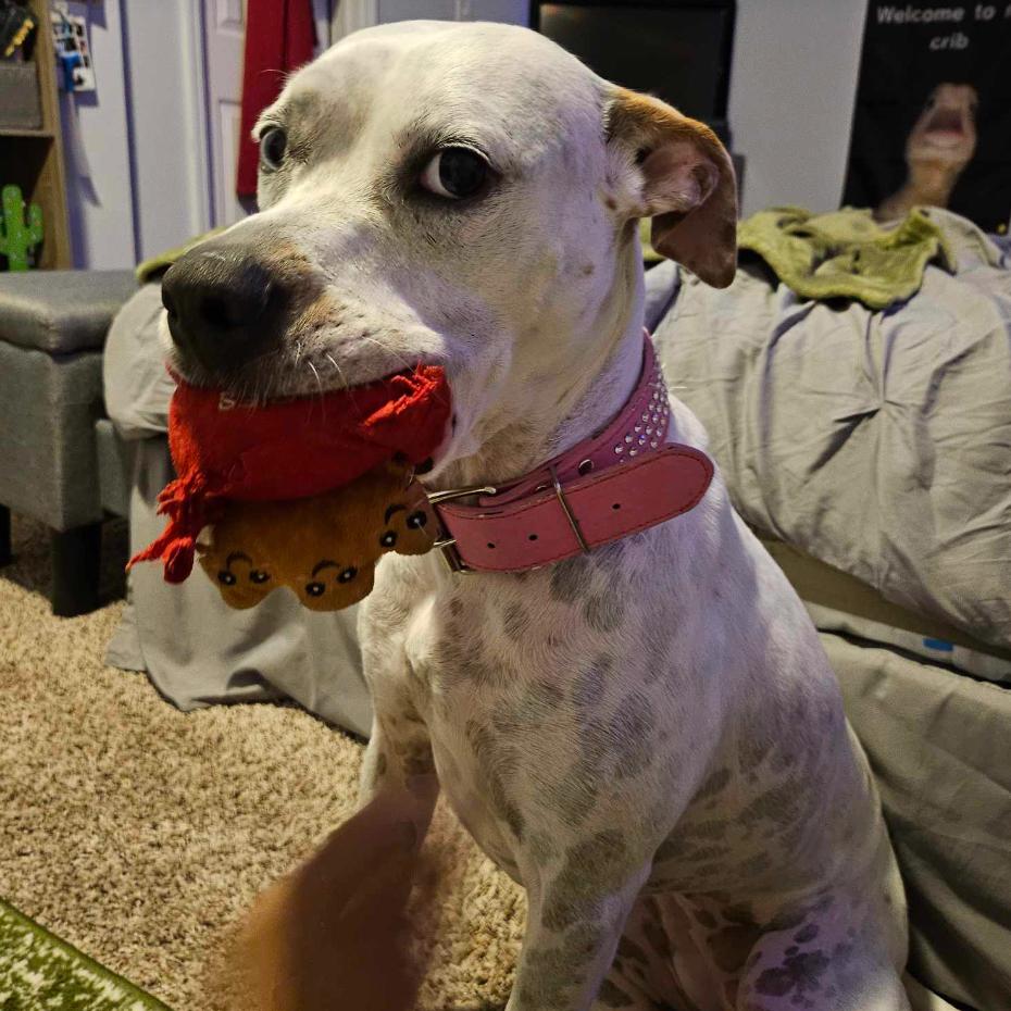 Skyler, a Adoptable mixed breed in Tampa, FL image 6/6