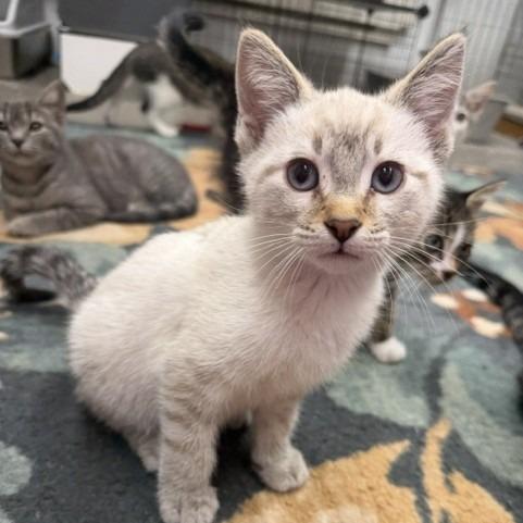 Lloyd, Adoptable, Kitten Male Domestic Short Hair.