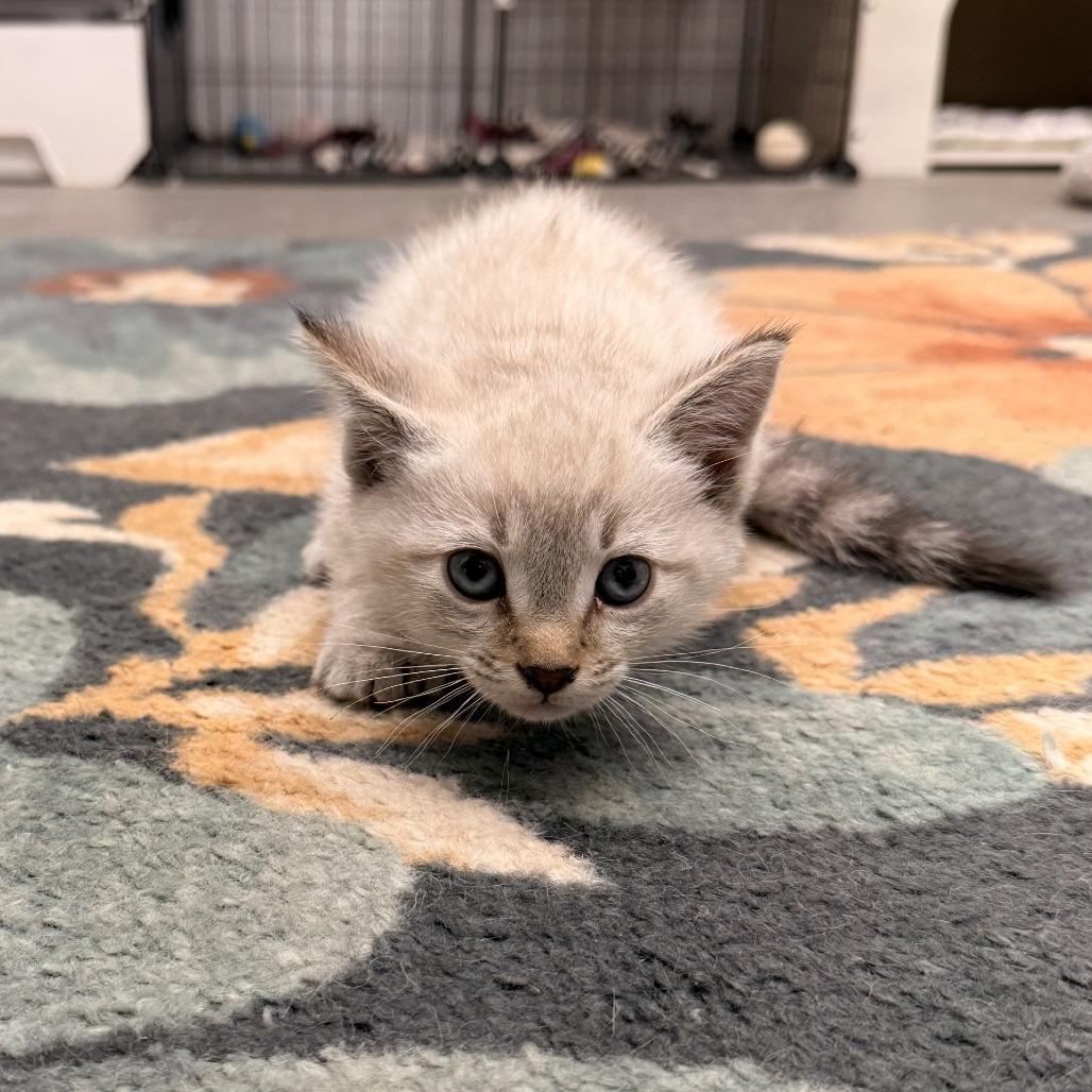 Enlarge Lloyd, a Adoptable Domestic Short Hair in Rangely, CO image 2/2