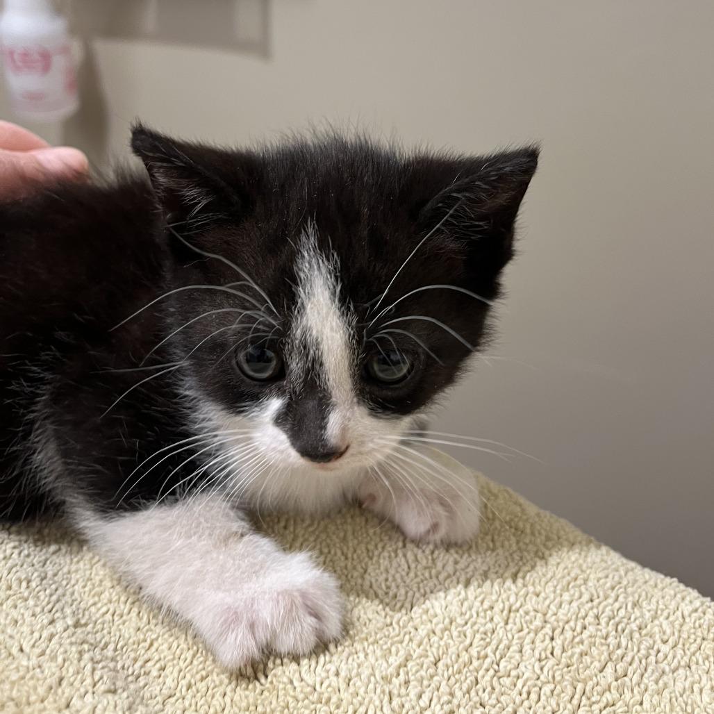 Penny, Adoptable, Kitten Female Domestic Short Hair.